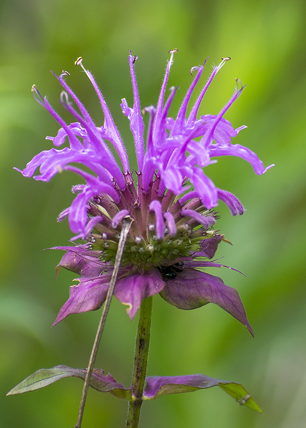 Monarda fistulosa